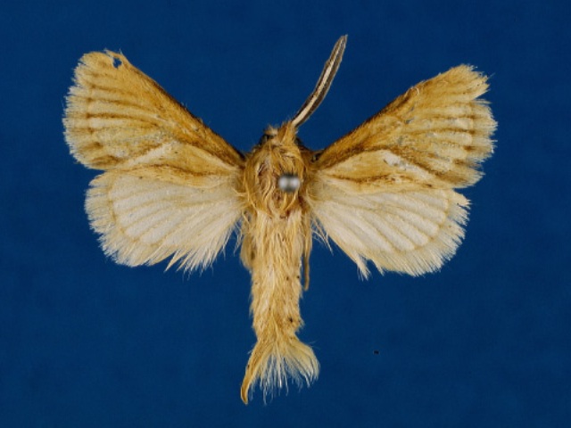 Mountelgonia lumbuaensis